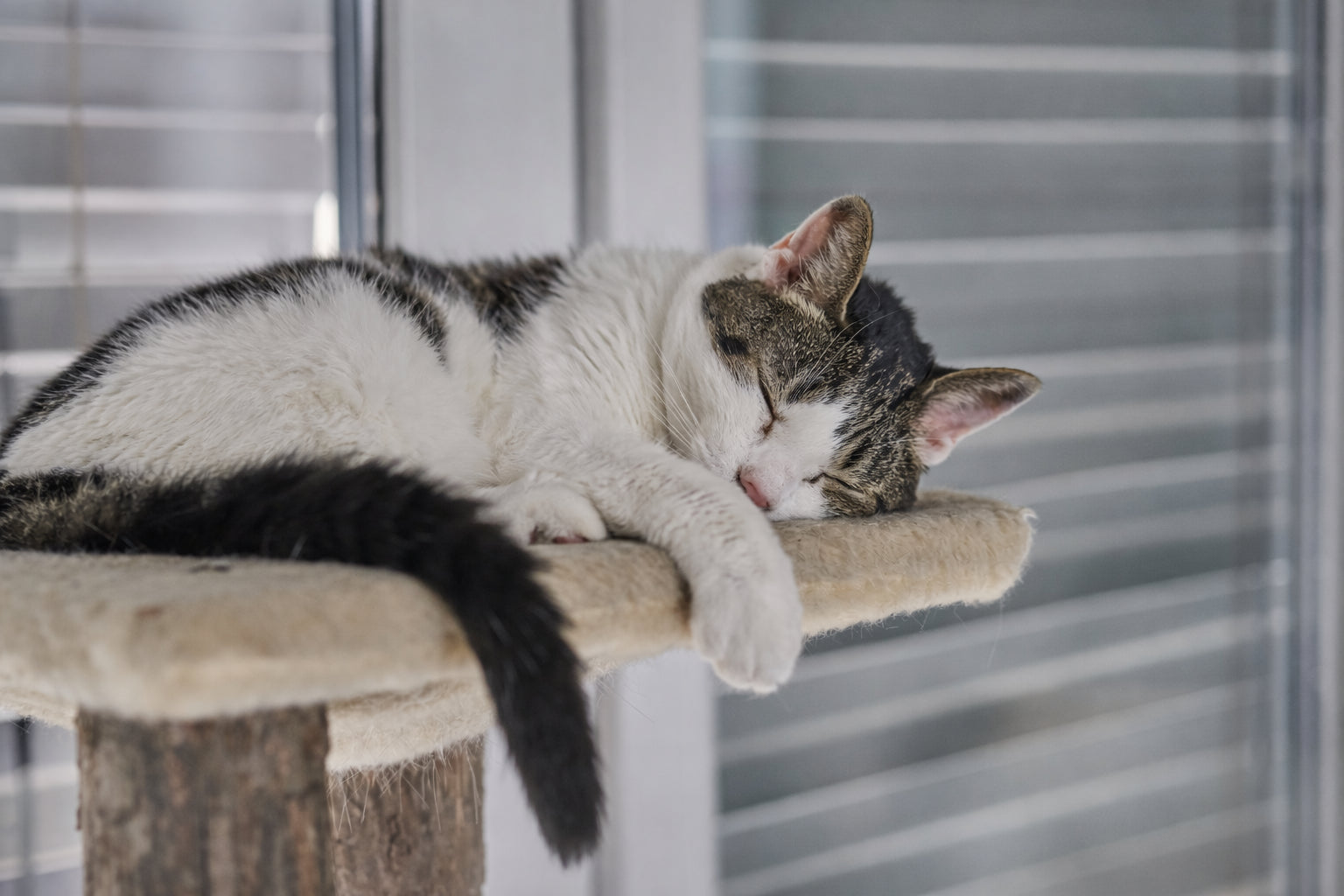 Créez un espace où votre chat se sent vraiment chez lui