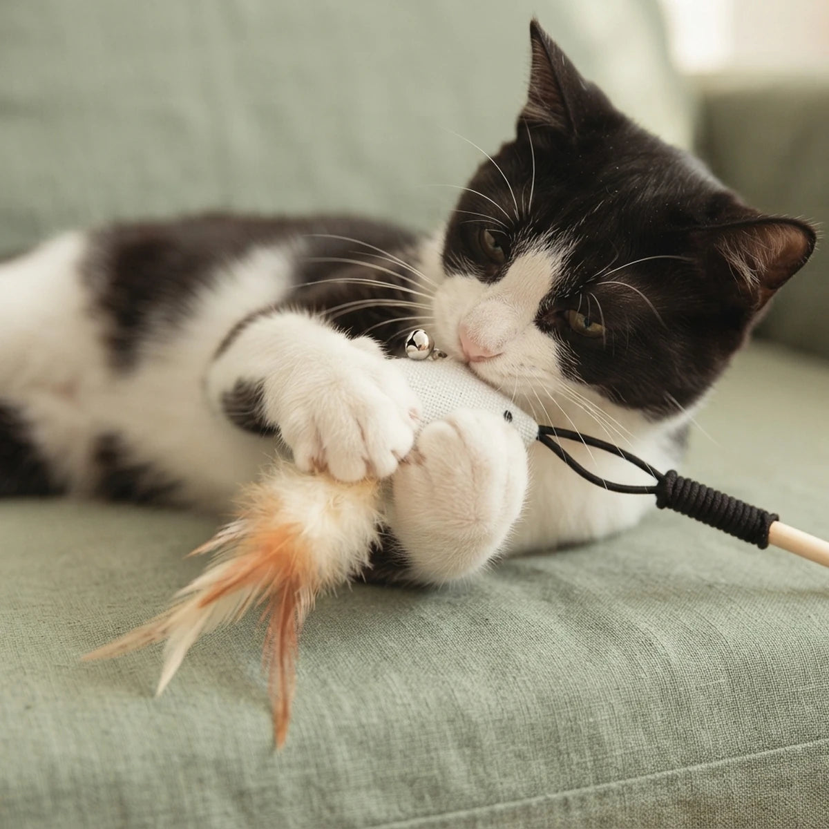 Chat noir et blanc jouant avec la baguette Le Moineau sur un canapé
