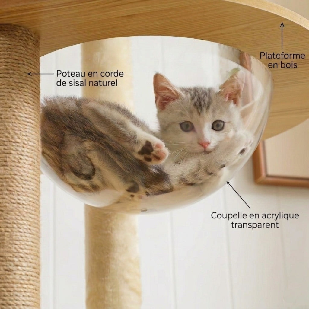 Coupelle en acrylique transparent du Panorama avec un chaton à l'intérieur