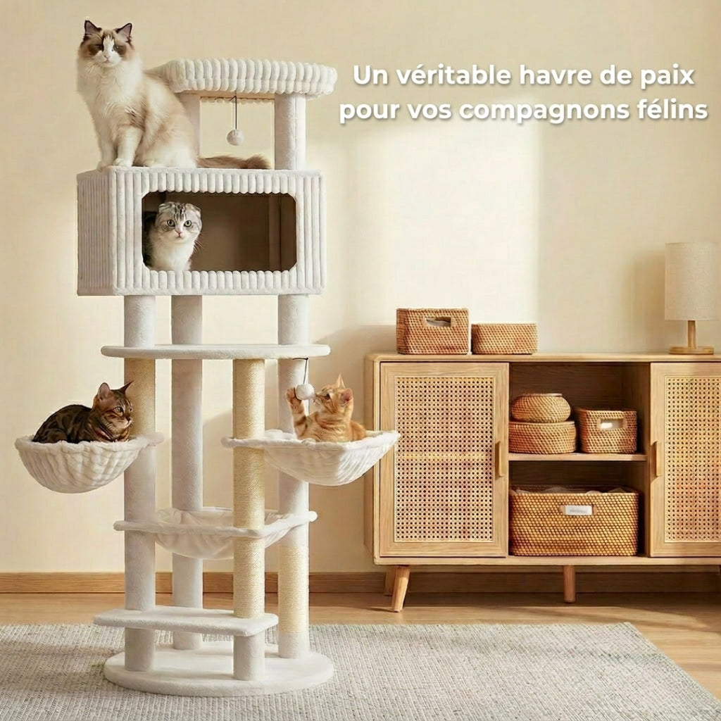 Le Majestueux crème dans un intérieur clair, plusieurs chats installés