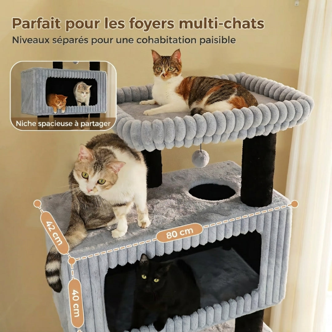 Niche de 80 cm du Majestueux partagée par plusieurs chats