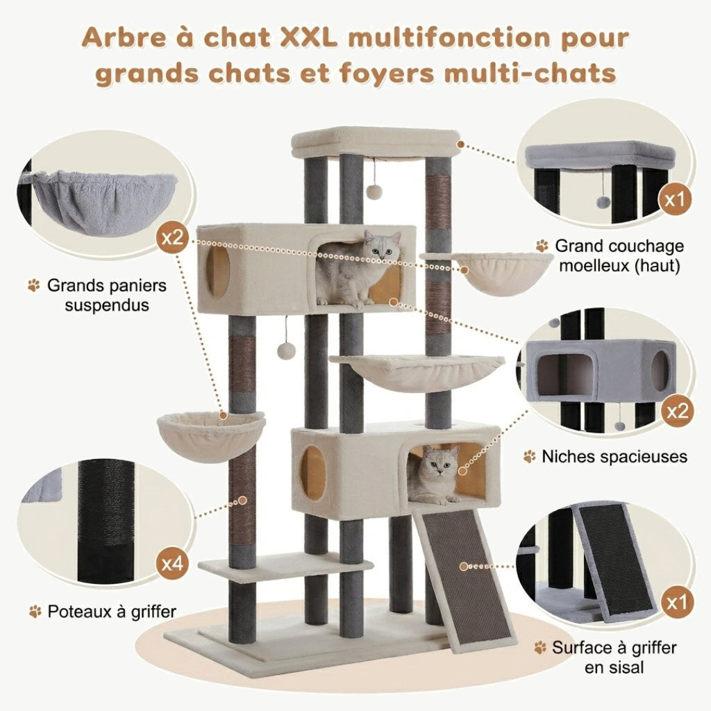 Schéma des équipements de L'Olympe beige pour foyers multi-chats