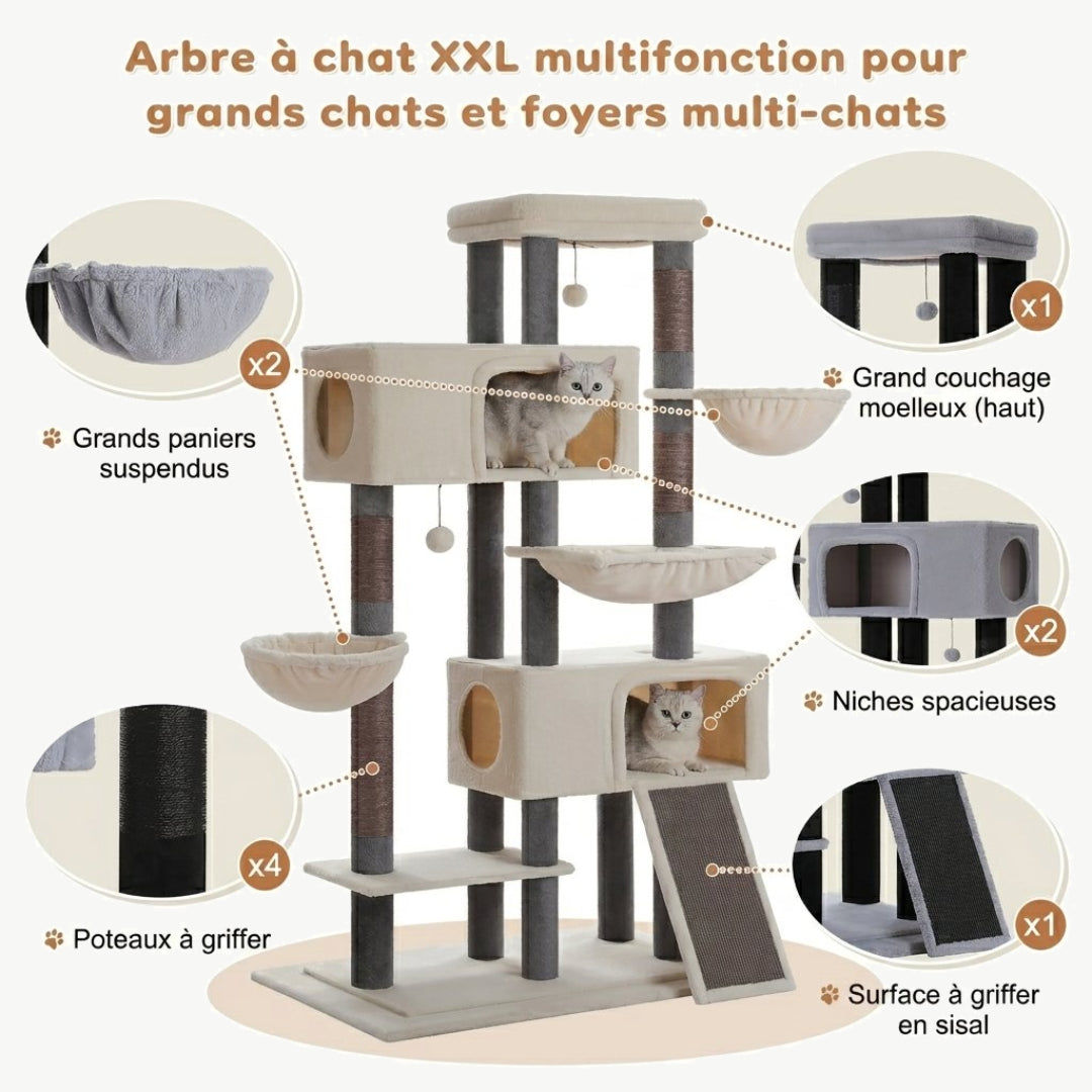 Schéma des équipements de L'Olympe beige pour foyers multi-chats